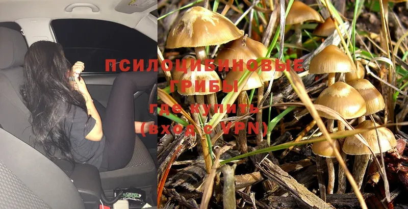 Галлюциногенные грибы Psilocybine cubensis  Нестеровская 